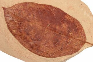 Large, Red Fossil Leaf (Phyllites) - Montana #189044