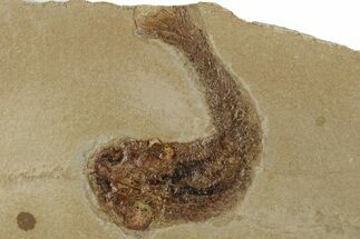 2.9" Jurassic Fossil Fish (Hulettia) - Wyoming - Fossil #189073