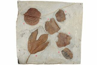 Six Fossil Leaves (Zizyphoides, Davidia and Macginitiea) - Montana - Fossil #188740
