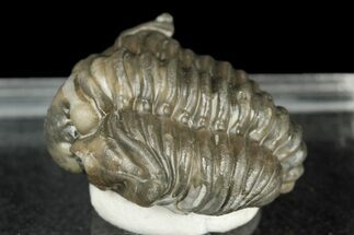 Fossil Trilobite (Calymene breviceps) - St Paul, Indiana #188877