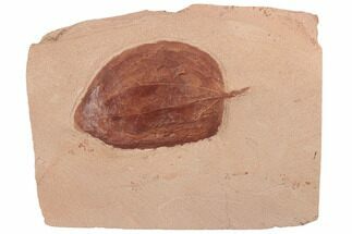 Red Fossil Leaf (Zizyphoides) - Montana #189057