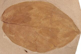 Large, 5.2" Orange Fossil Leaf (Phyllites) - Montana - Fossil #188979