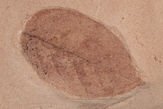 Red Fossil Black Gum Tree Leaf (Planera) - Montana #188995