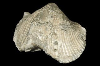 Pyrite Replaced Brachiopod (Paraspirifer) Fossil - Ohio #189169