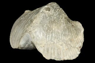 Pyrite Replaced Brachiopod (Paraspirifer) Fossil - Ohio #189174