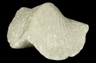 Pyrite Replaced Brachiopod (Paraspirifer) Fossil - Ohio #189175