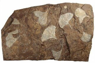 Nine Fossil Ginkgo Leaves From North Dakota - Paleocene #188743