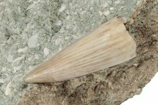 Fossil Amphibian (Metoposaurus) Tooth - New Mexico #189120