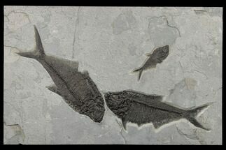 33" Green River Fossil Fish "Mural" With Two Huge Diplomystus - Fossil #189306