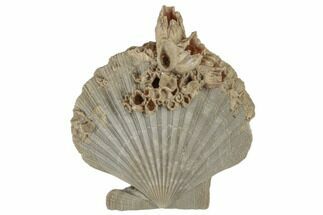 Miocene Fossil Scallop (Chesapecten) with Barnacles - Maryland #189081