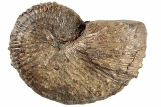 Cretaceous Fossil Ammonite (Jeletzkytes) - South Dakota #189311