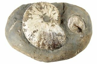 Fossil Ammonites (Hoploscaphites & Sphenodiscus) - South Dakota - Fossil #189313