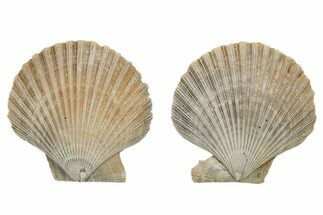 Miocene Fossil Scallop (Chesapecten) Pair - Maryland #189128