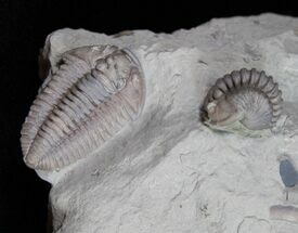 Double Flexicalymene Trilobite Fossil - Ohio #11988