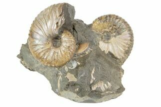Two Fossil Ammonites (Jeletzkytes) - South Dakota #189340