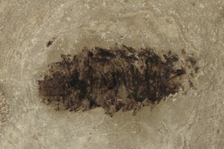 Eocene Fossil Botfly (Lithophipoderma) Larva - Utah #189445