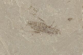 Eocene Fossil Insect (Orthoptera) - Colorado #189477
