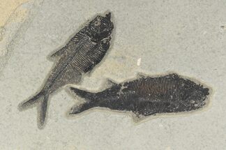 Diplomystus & Knightia Fossil Fish - Wyoming #189623