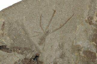 Fossil Spider - Green River Formation #189604