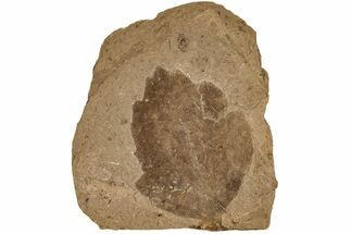 2.4" Miocene Fossil Leaf (Ficus) - Idaho - Fossil #189551