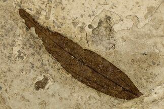 Oligocene Fossil Cinnamon Leaf (Daphnogene) - France #189598