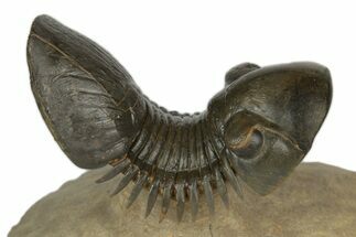 Paralejurus Trilobite Fossil - Flying Preparation #189868