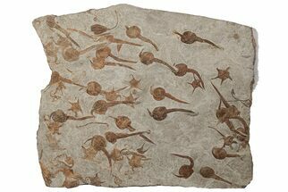 Mortality Of Fossil Carpoids, Brittle Stars & Crinoids - Morocco #189918