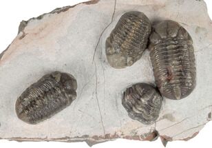 Cluster Of Three Austerops Trilobite - Jorf, Morocco #189751
