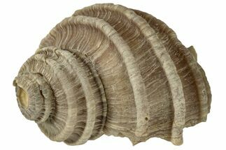 Pliocene Gastropod (Ecphora) Fossil - Maryland #189579