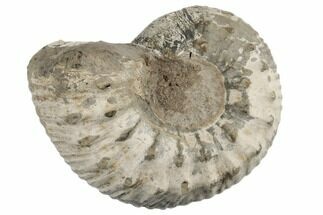 Jurassic Ammonite (Liparoceras) Fossil - England #189659