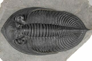 Exceptional Zlichovaspis Trilobite - Morocco #189829