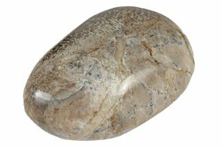 Polished Dinosaur Bone (Gembone) - Morocco #190053