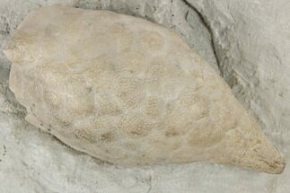 Silurian Cystoid (Triamara) Fossil - Indiana #189424