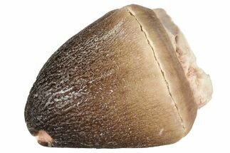 Crushing Mosasaur (Igdamanosaurus) Tooth - Morocco #182163