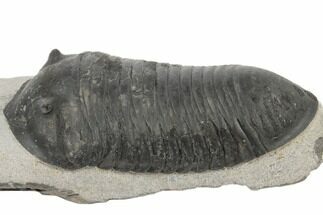 3.45" Inflated Wenndorfia Trilobite - Bou Lachrhal, Morocco - Fossil #190161