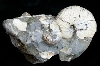 Hoploscaphites Brevis Ammonite Pair #12101