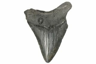 Bargain, 3.89" Fossil Megalodon Tooth - South Carolina - Fossil #171168
