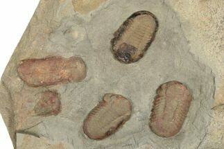 Cluster of Three Symphysurus Trilobites - Fezouata Formation - Fossil #190972