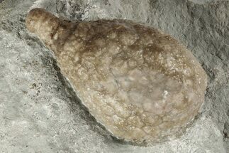 Cystoid (Holocystites) Fossil - Indiana #191004