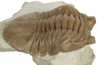 Asaphus Cornutus Trilobite - Russia #191055