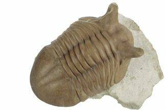 3" Stalk-Eyed, Asaphus Punctatus Trilobite - Russia - Fossil #191059