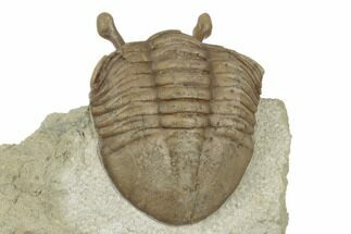 1.3" Stalk-Eyed Asaphus Kowalewskii Trilobite - Russia - Fossil #191302
