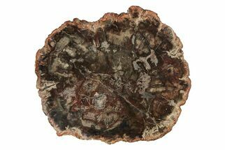 Polished, Colorful Petrified Wood (Araucaria) Round - Madagascar #191385