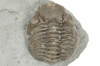Long Eldredgeops Trilobite Fossil - Silica Shale, Ohio #191146