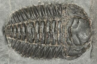 Prone Triarthrus Trilobite Fossil - Ontario #191149