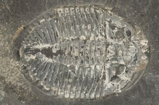 1.6" Prone Pseudogygites Trilobite Fossil - Ontario - Fossil #191156