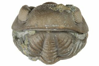 Wide, Enrolled Eldredgeops Trilobite Fossil - Ohio #191130