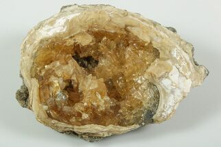 Fossil Clam with Fluorescent Calcite Crystals - Ruck's Pit, FL #191759