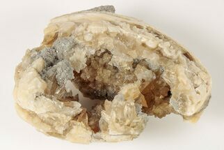 3.7" Fossil Clam with Fluorescent Calcite Crystals - Ruck's Pit, FL - Fossil #191775