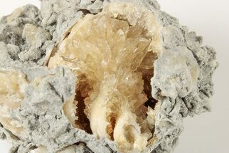 Partial Crystal Filled Fossil Gastropod In Rock - Ruck's Pit, Florida #191779